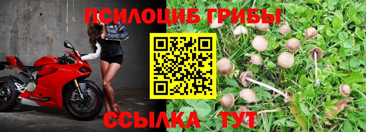 дарнет шоп  Вход с VPN  Нововоронеж  Псилоцибиновые грибы Psilocybe 